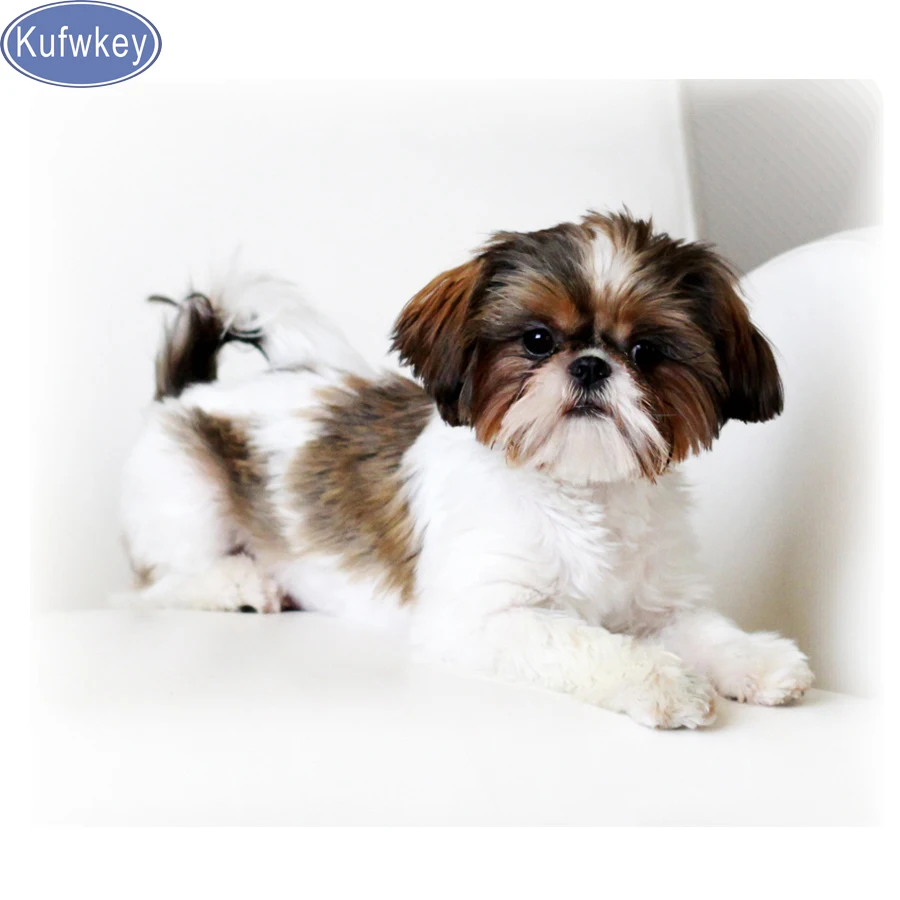 Shih Tzu 5D DIY Алмазная картина вышивка крестиком 3d-бриллиантовая вышивка рисунок собаки из страз полная квадратная Алмазная Мозаика Декор