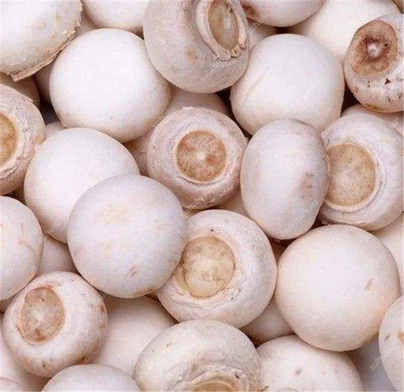 100 шт Искусственные грибы|Цветочные горшки и кадки| |