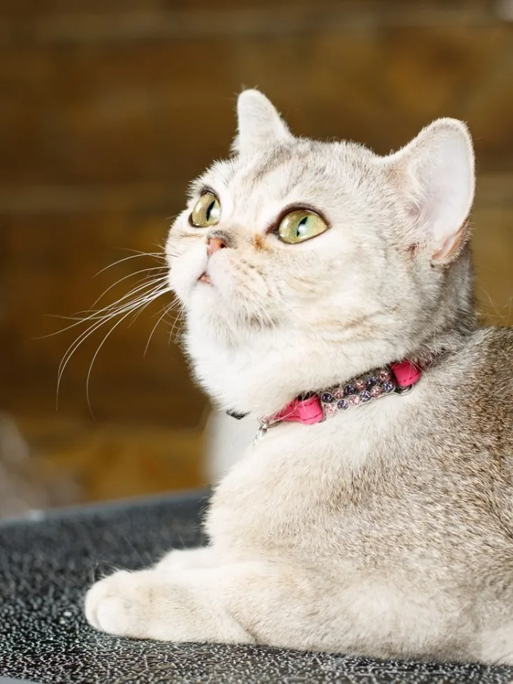 Безопасный ошейник Japan Premium Pet для кошек "Алмазные Подвески" с системой защиты