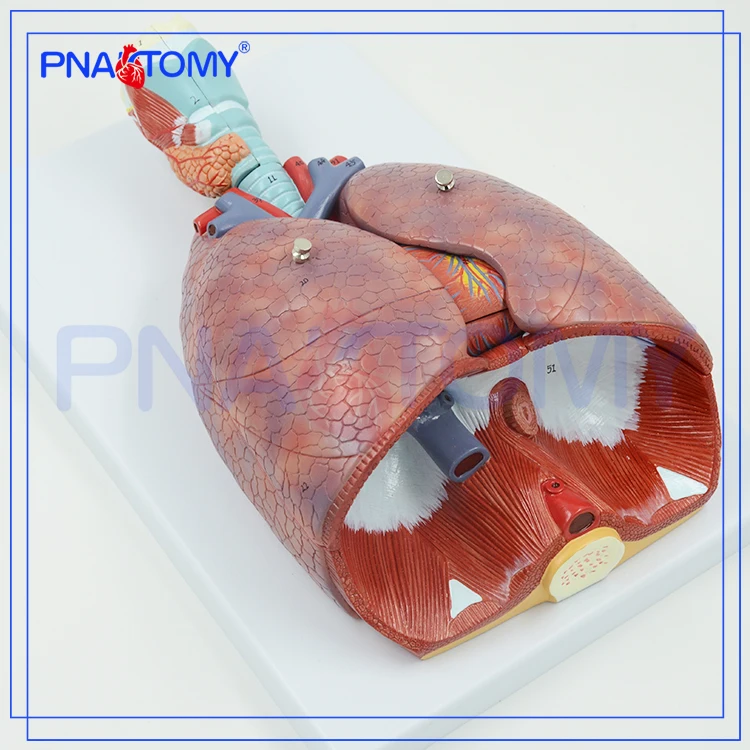 

Life Size Human Respiratory System Model 7 Parts Lungs Heart Throat Anatomical Model Medical Teaching Tool Educational Equipment
