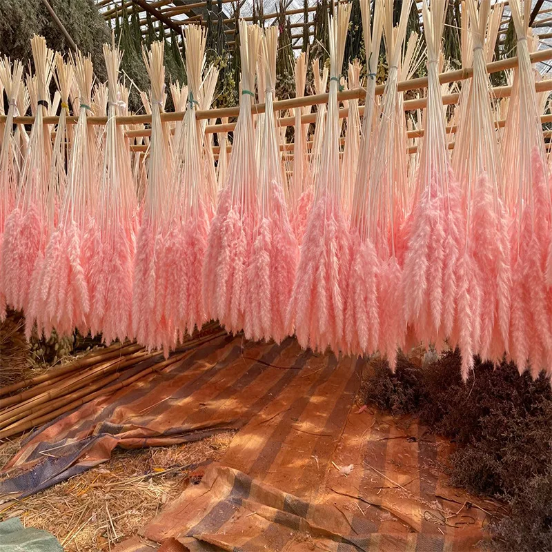 

Multicolor Small Reed Bouquets Natural Durable Phragmites Wedding Party Home Decoration Bulrush Dried Flower Real Plant Pampas