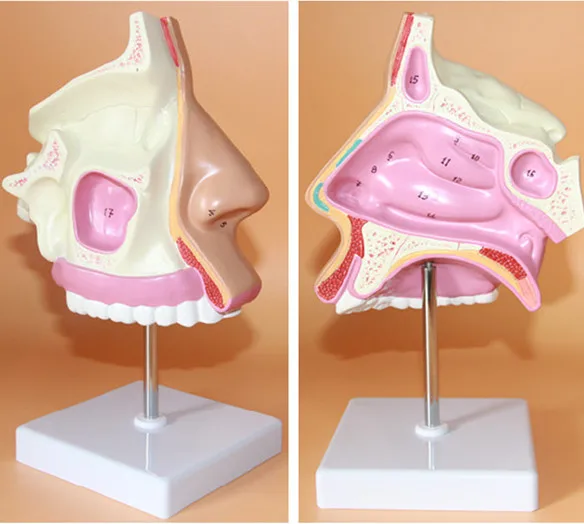 

Anatomical model of nasal cavity
