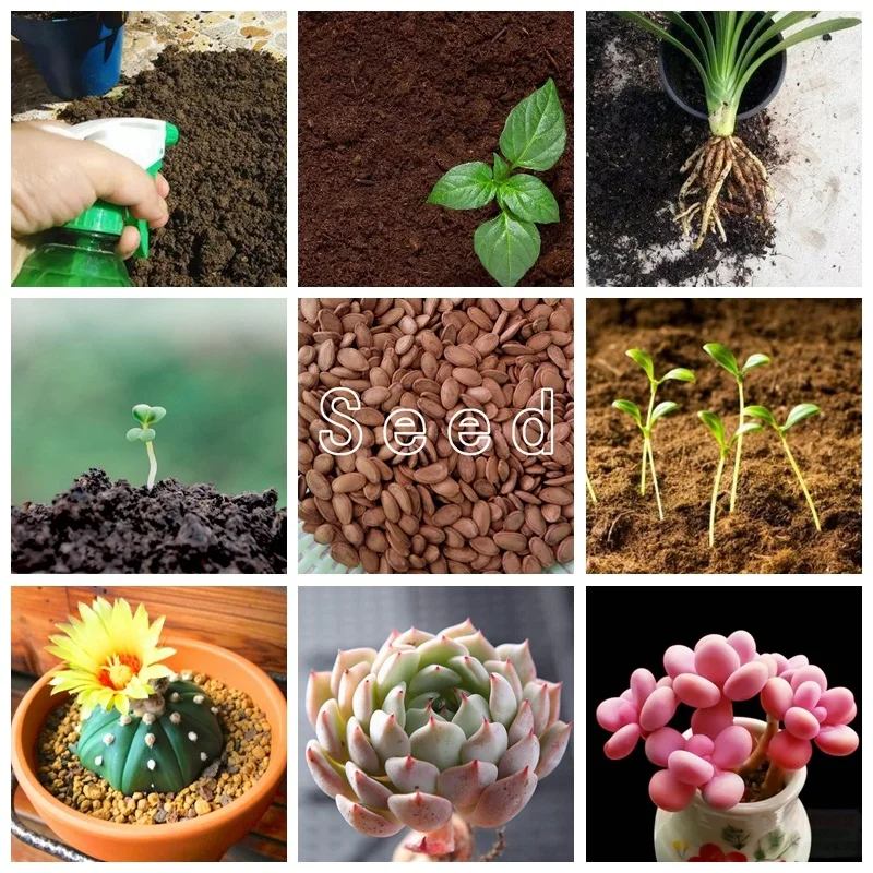 Гимексазол 70% смачиваемый порошок фунгицид дезинфицирующее средство для почвы