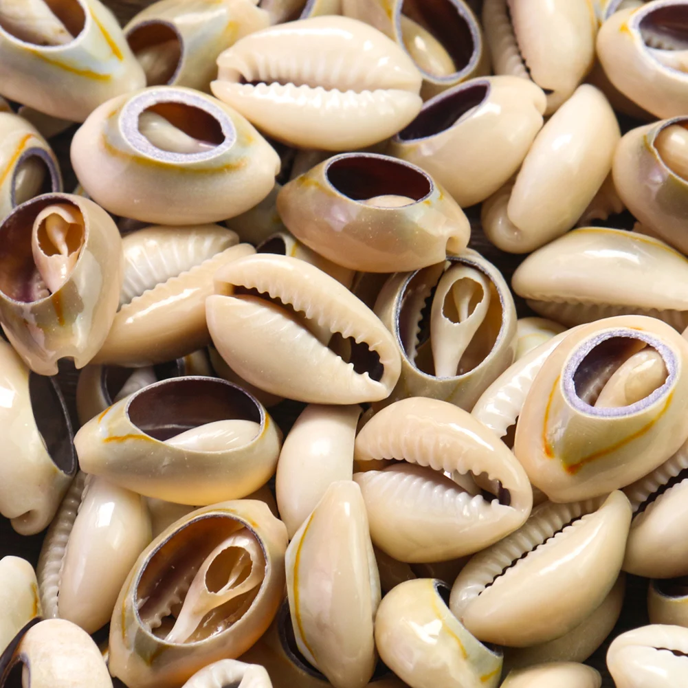 5 шт. подвеска в виде ракушек | Украшения и аксессуары