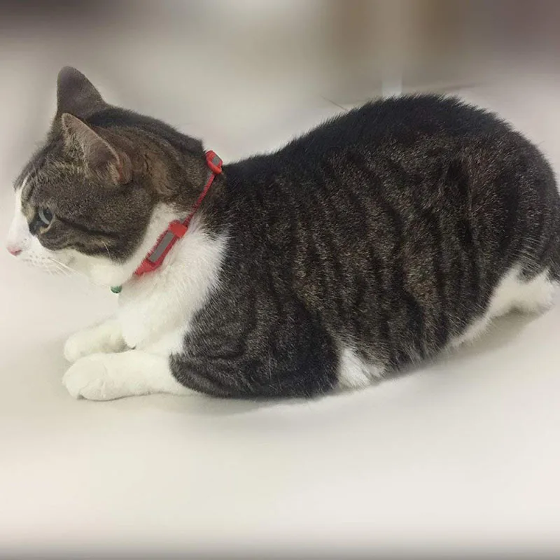 Регулируемые ошейники для кошек щенков с колокольчиками из нейлона маленьких