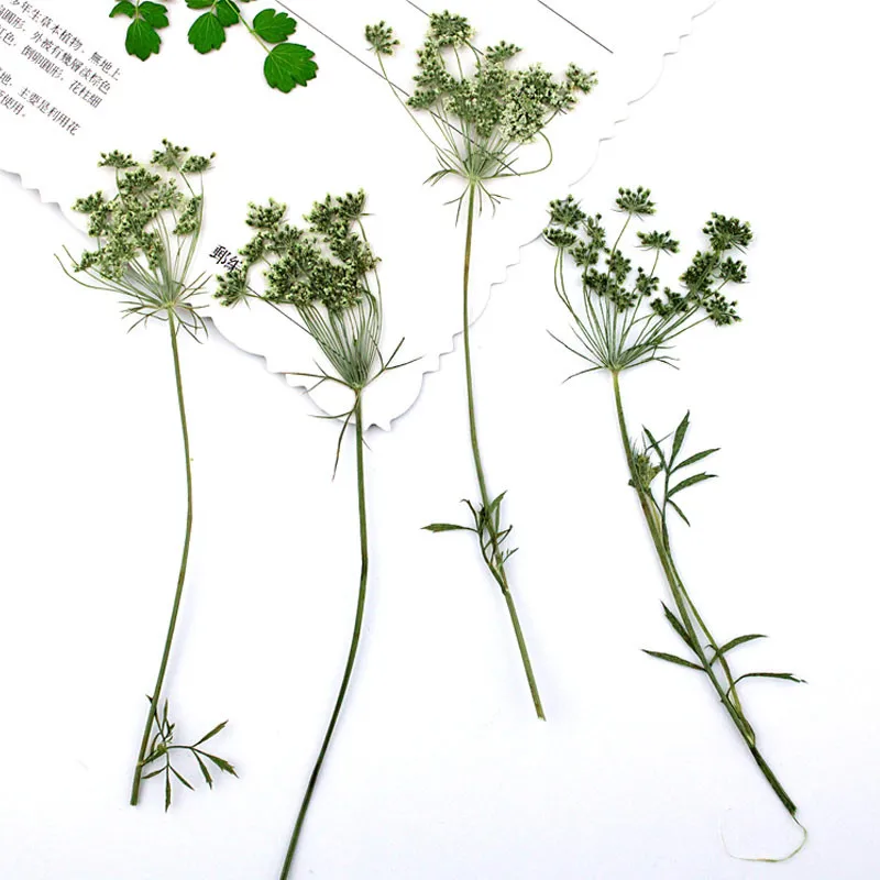 

Lace on Stalk Dried Flowers Display For Table Home And Party Decoration 80Pcs