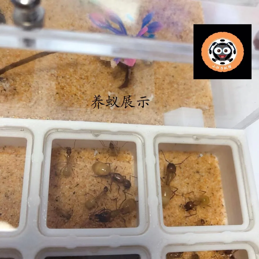 3D печать PLA Ant Nest новые муравьи фермы плоские акриловые муравьи мастерские насекомые клетки граня де гормигаз nid fourmis вилла ПЭТ мания