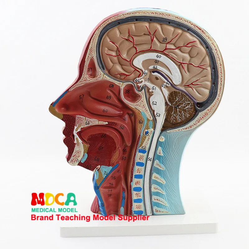 Модель медицинской анатомии головы и лица череп человека модель мозгового