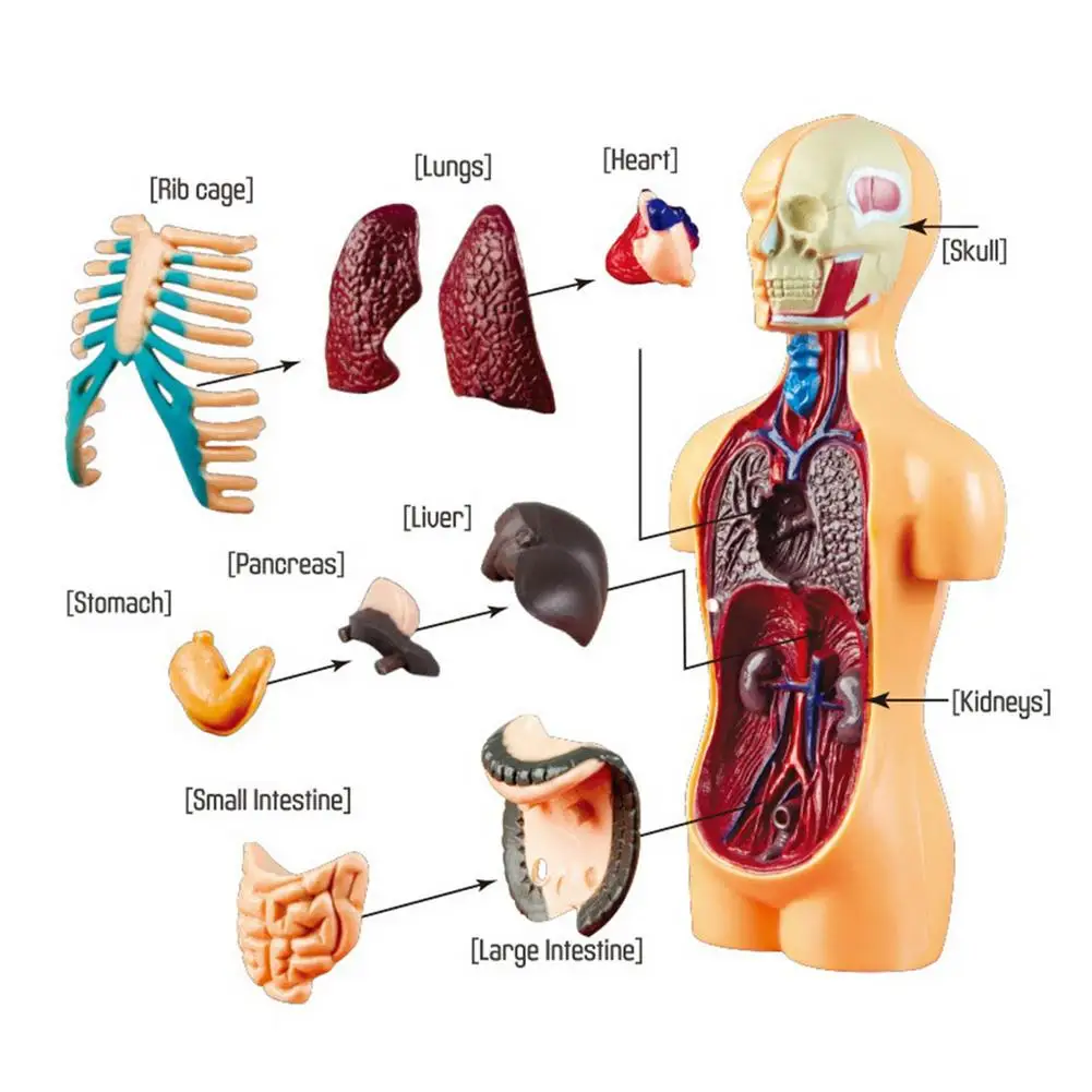Модель тела человеческого торса модель органического медицинского внутреннего