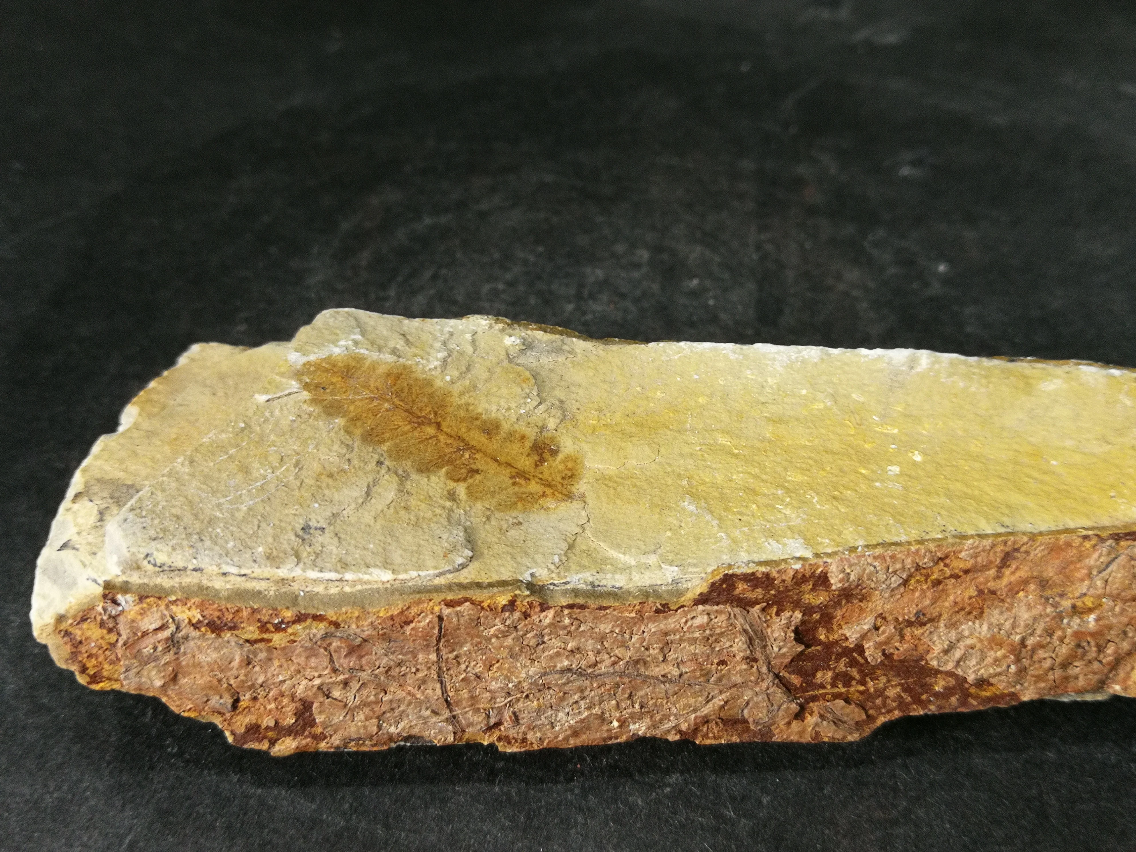 

154.6gFossil specimens of naturally formed leaves