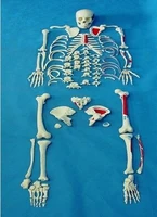 170cm humans skeleton model 206 bone skeleton model humans bone full body skeleton human muscle ligament color medical supply