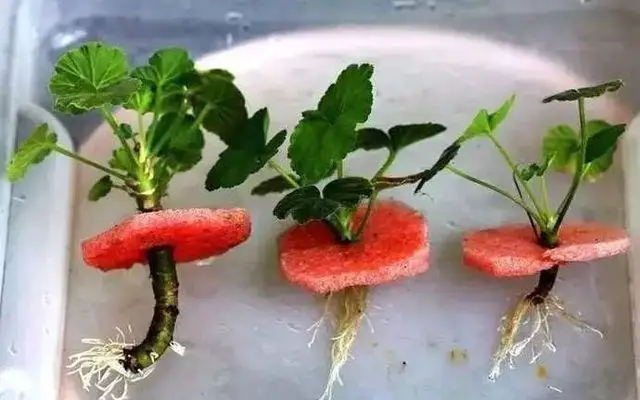 1 шт. быстрый порошок для укоренения растений цветочное удобрение способствует