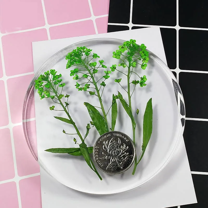 60 шт 5 9 см прессованный высушенный Lobularia маритима цветок гербарий из растений для