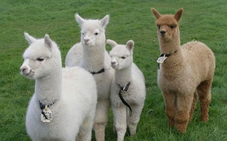 

JCHB 2021 100% wool coat spring double-sided New cashmere coat women winter autumn belt beige coats mid long size overcoat