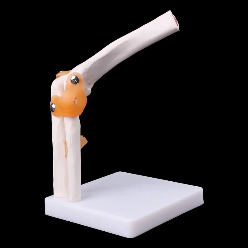 

2021 New Life Size Ligament Elbow Joint Anatomy Model Skeleton Study Tool