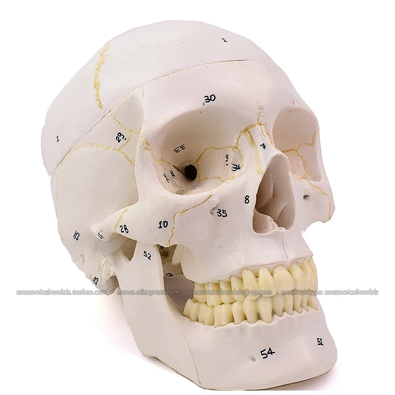 

12331 / Life Size Numbered Human Skull Skeleton Model, Medical Science Educational Teaching Anatomical Models