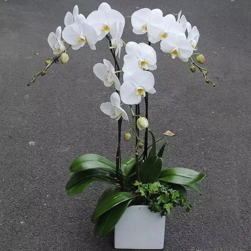 

70cm Artificial Flower Blue Butterfly Orchid Silk Phalaenopsis for Wedding Christams Home Decoration Garden Potted Fake Plants