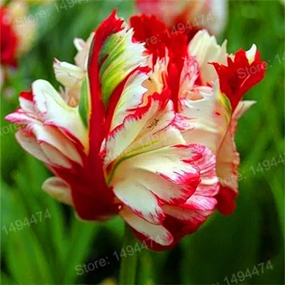 Красный 100pcs Tulip flores White Blue Purple mixed color Flower plantas bonsai flower plante colorful plants for home garden - Цвет: Красный