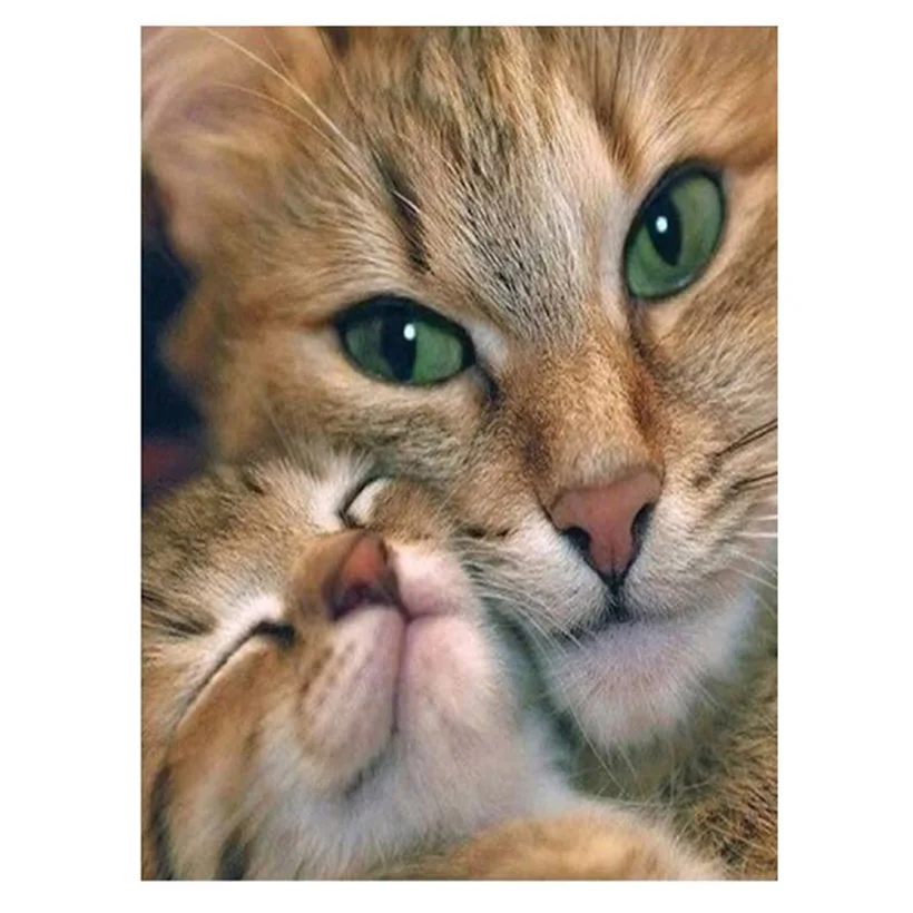 Полноразмерная 5D сделай сам два милая кошка 3D вышивка крестиком круглая стразы