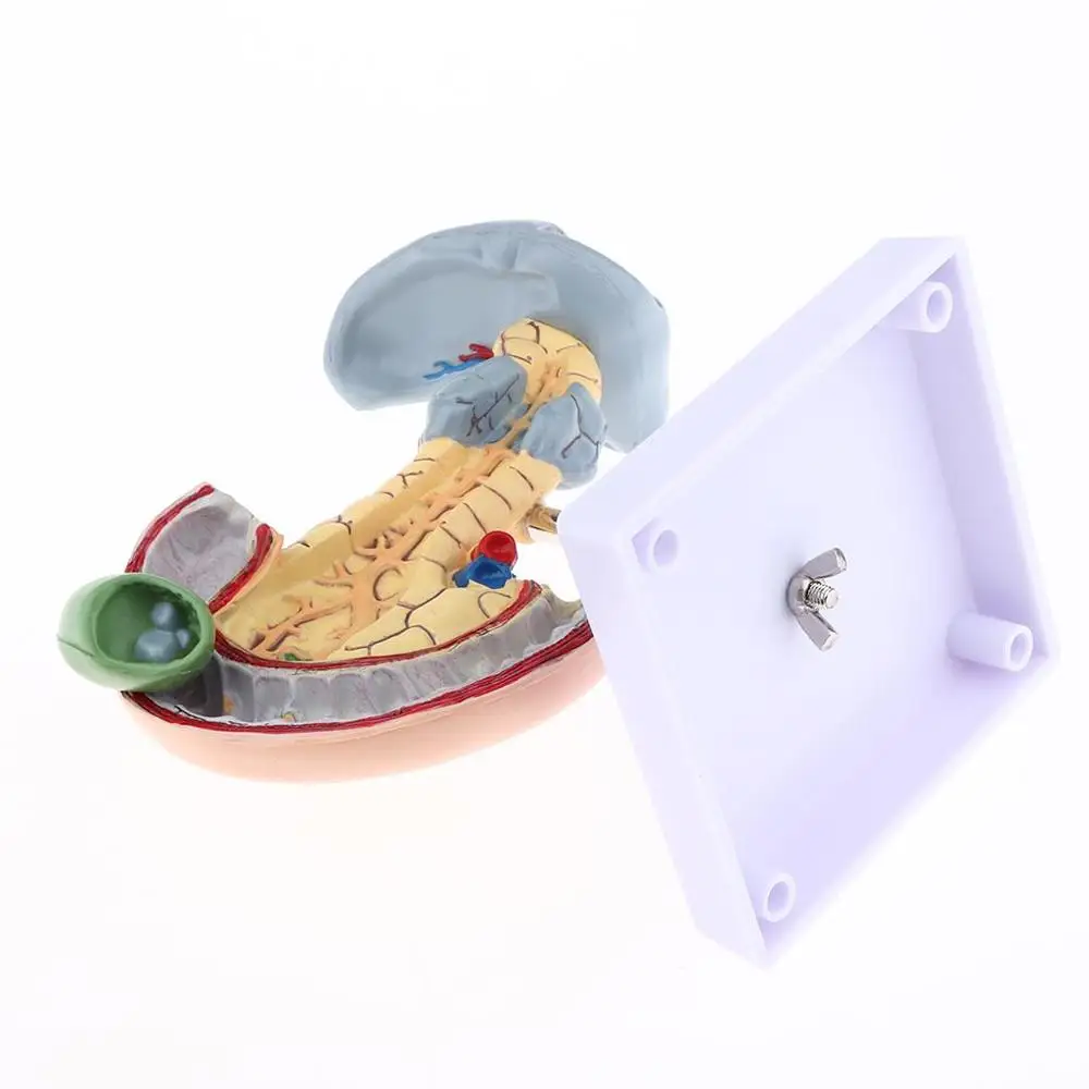 Анатомическая поджелудочная кожа модель человека с 12-перцатиперстной кистью