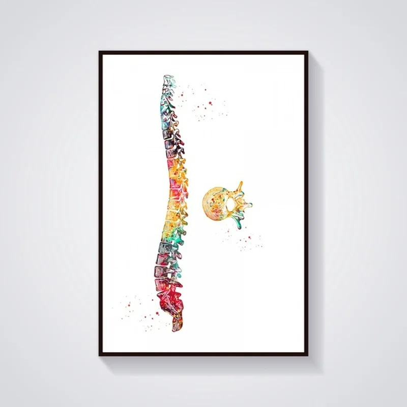 Скелет череп тело позвоночник зубы грудные конструкция анатомия медицинский и