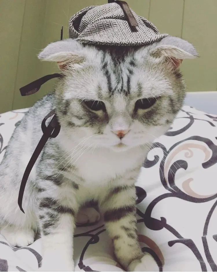 Детектива Пикачу косплей домашних животных костюмы кошка собака шапка для