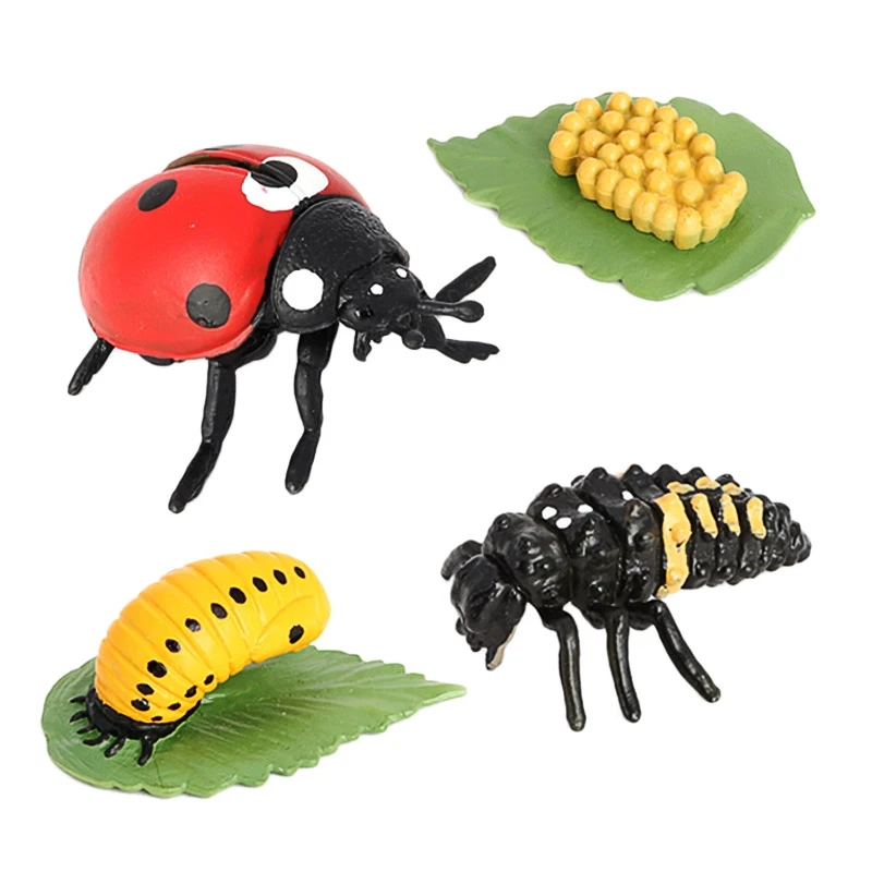 

4Pcs Simulation Ladybug Animal Growth Model Animals Growth Cycle Insect Life Cycle Model Educational Toys