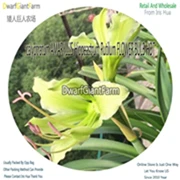 8 Ngryise 5 шт. набор Hippeastrum rutilum Amaryllis - Цвет: 8