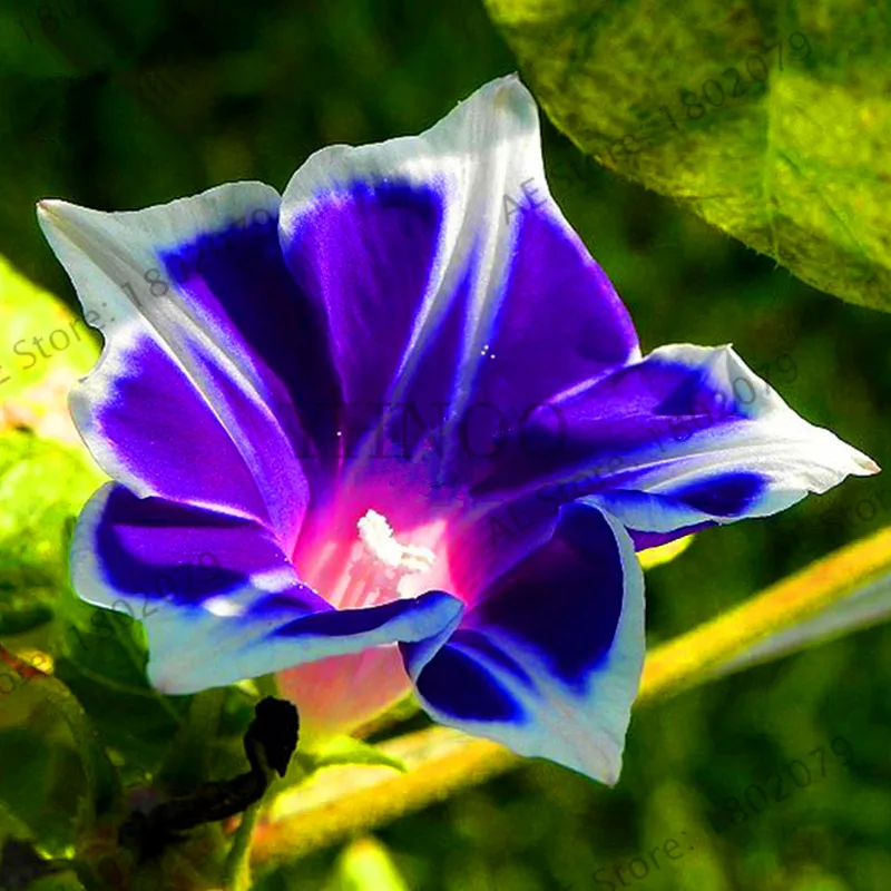 Новинка! 50 шт./пакет висит Петуния смешанные floresling, семена редкой петунии, карликовые деревья “утреннее сияние” растения, завод солнечной энергии для домашнего авангард