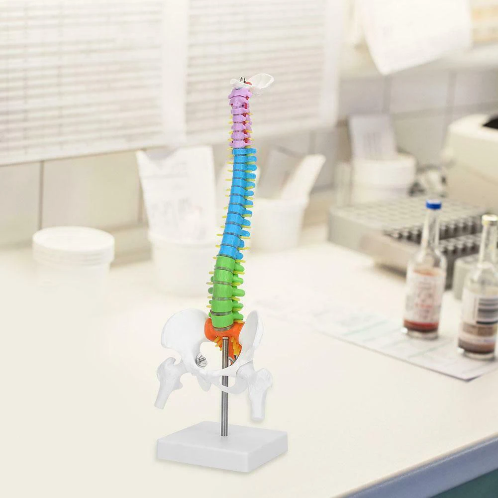 

45cm Removable Man Spine Model Colorful PVC Life Size Flexible Scientific Anatomical Skeleton Spine Model Teaching Tool