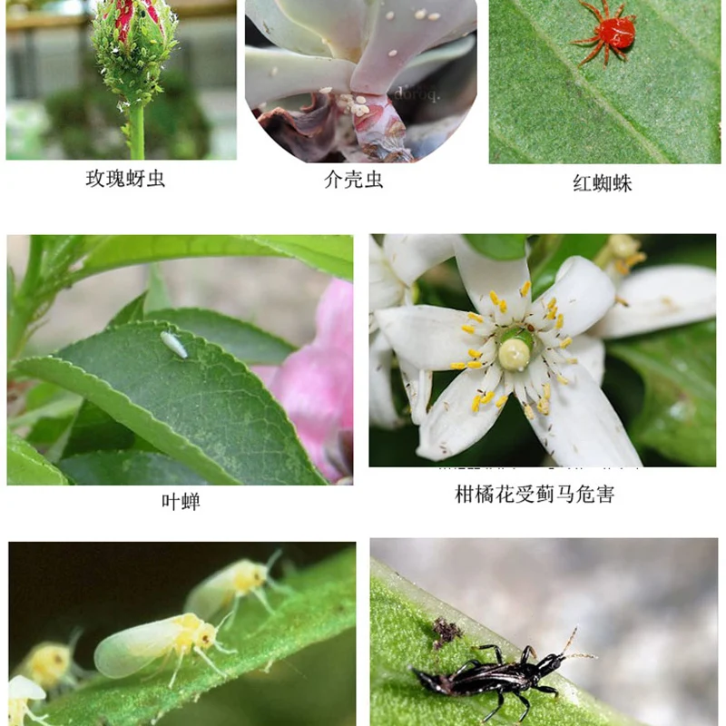 Цельнокроеное платье вредных насекомых вредителей порошок червь большой убийца