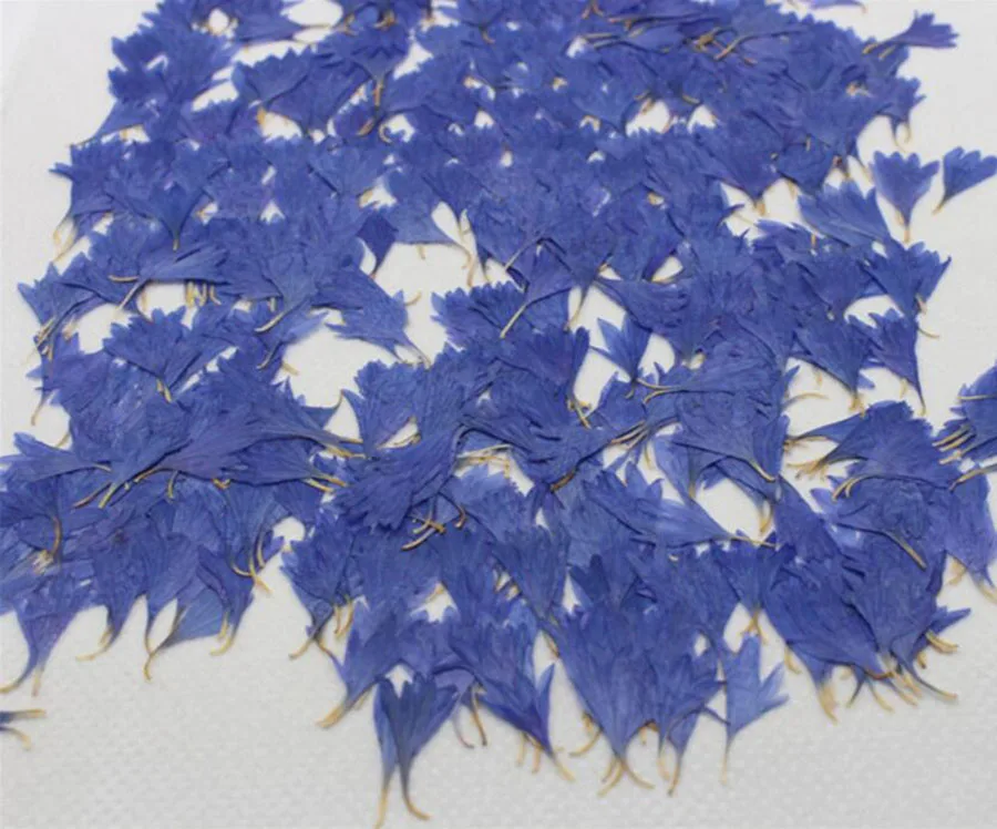 100 шт прессованный высушенный Centaurea Cyanus L. Цветочные растения гербарий для