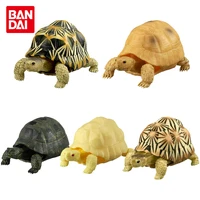 bandai genuine gashapon toy sea turtle deformation toy animal tortoise model table decoration dolls