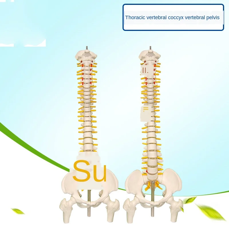 45CM Human Spine Model Human Skeleton Large Spine Intervertebral Disc Neural Cervical Thoracic Coccyx Vertebrae Pelvis