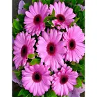 Картина из страз CHENISTORY, вышивка крестиком с изображением цветов, алмазная вышивка 5D, полная выкладка, круглые стразы, картина с розами, домашний декор