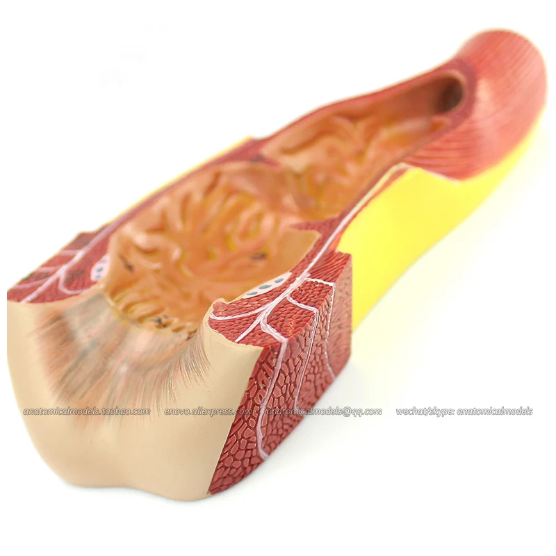 

CMAM/12552 модель ануса VISCERA- Human, медицинская анатомическая обучающая пищеварительная система