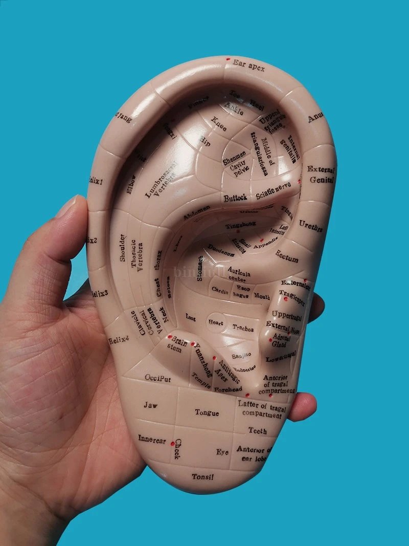 Семена ваккарии для акупунктуры 17 см мягкая резина английские иероглифы с