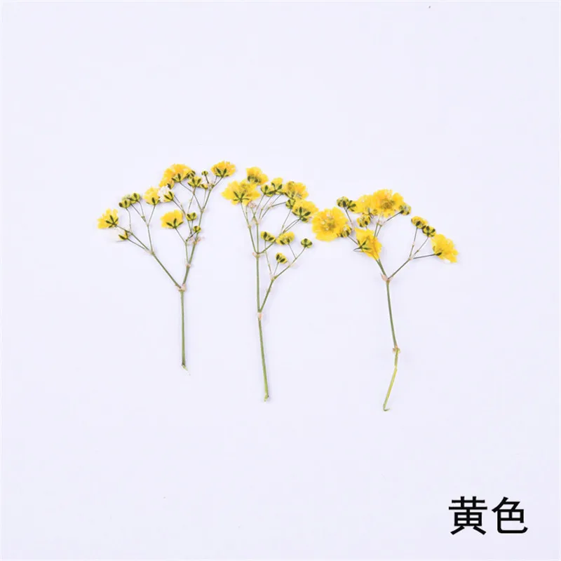 

Baby's Breath Dried Flower Color Embossed Natural Dried Flower Epoxy Dried Flower Mobile Phone Shell Plant Teaching Standard