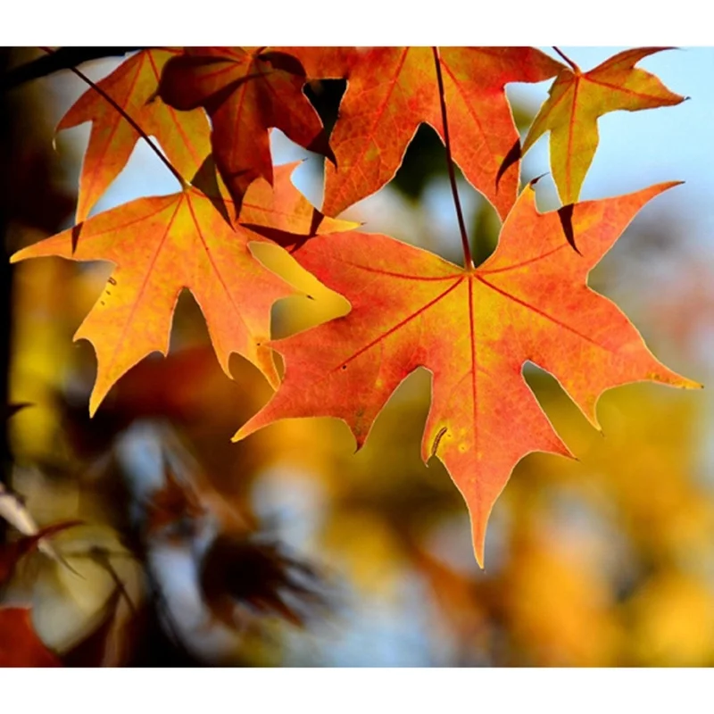 Гирлянда из искусственных кленовых листьев 2 4 м Осеннее украшение для дома
