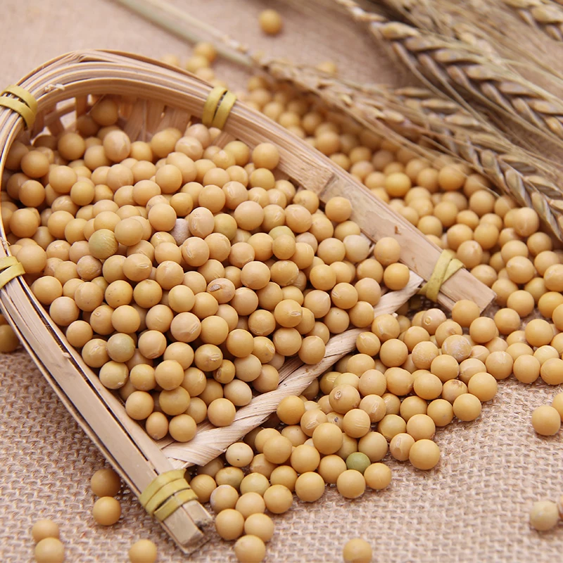 

Premium NON-GMO Soybeans - Great for Tofu and Soy Milk
