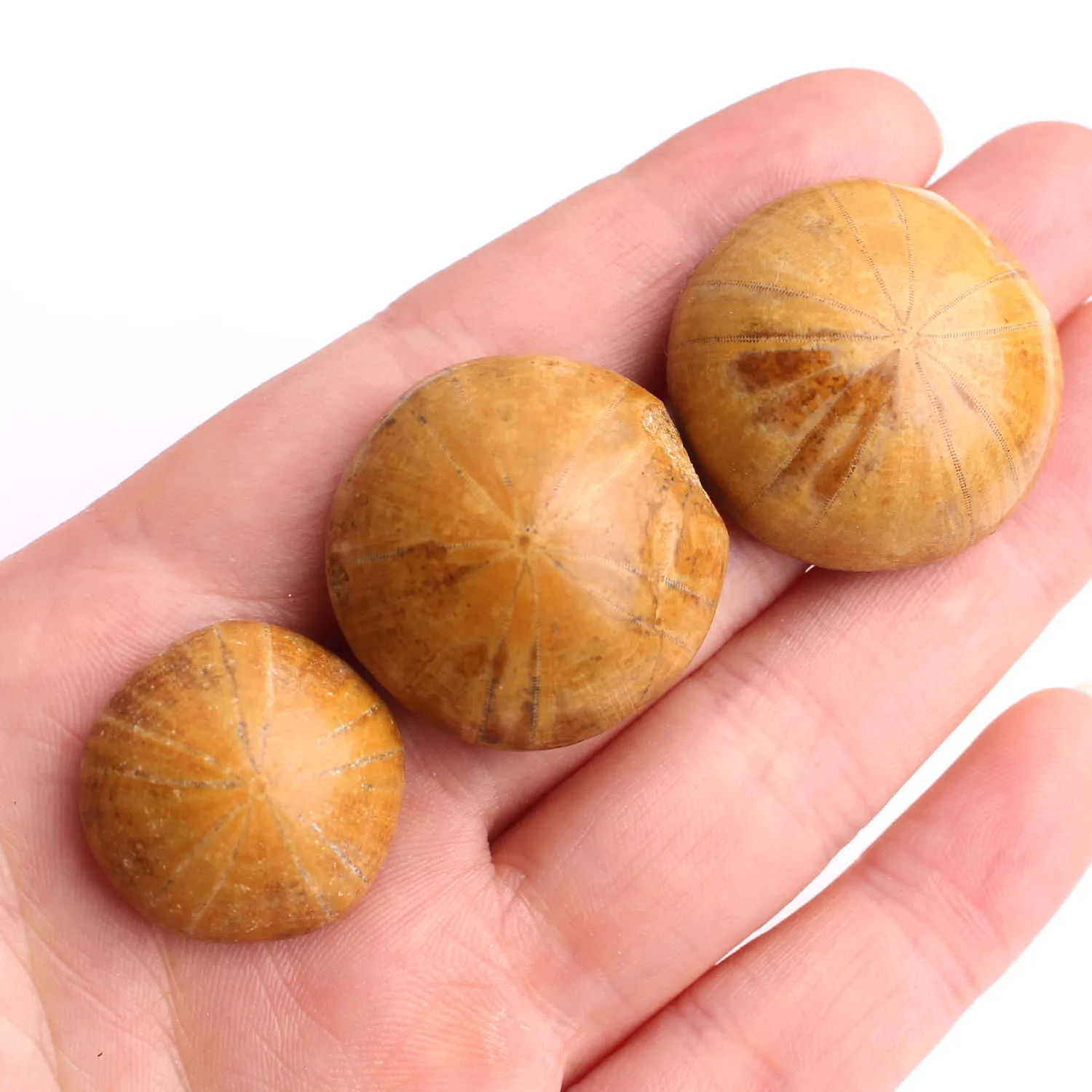 1 шт. высококачественный натуральный образец морской звезды разных размеров