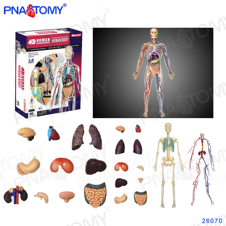 Human Body Anatomy Detachable Internal organs Heart Lung Skeleton Detachable DIY Educational Equipment With Manual 4D MASTER