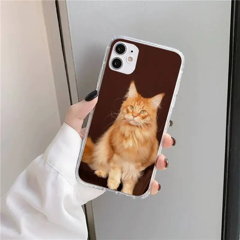 

Cute animal pet maine coon cat Phone Case Transparent soft For iphone 5 5s 5c se 6 6s 7 8 11 12 plus mini x xs xr pro max