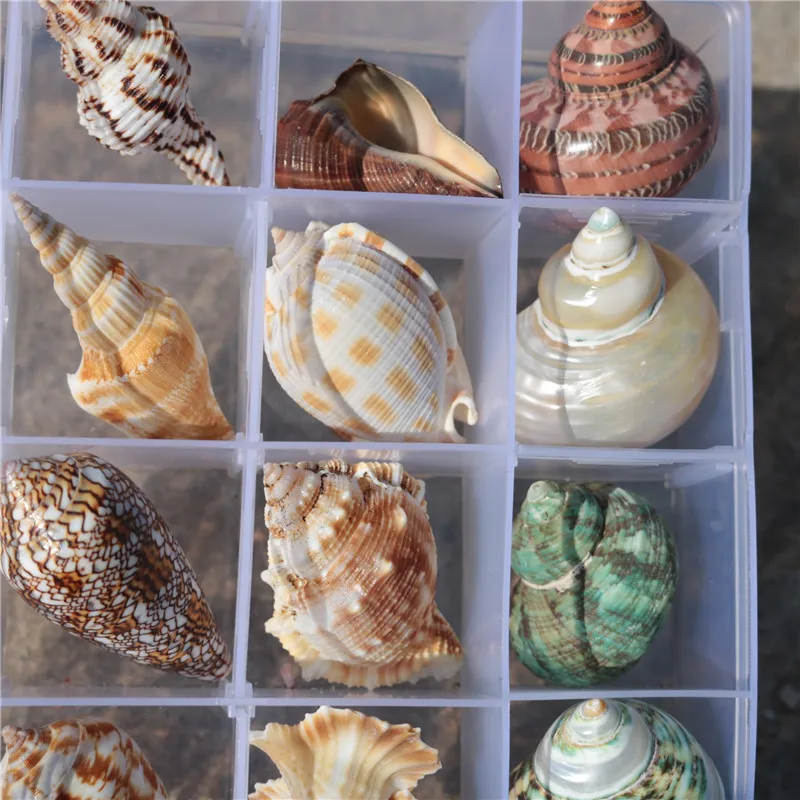 Образцы из натуральных ракушек контейнер подарочные коробки подарки украшения