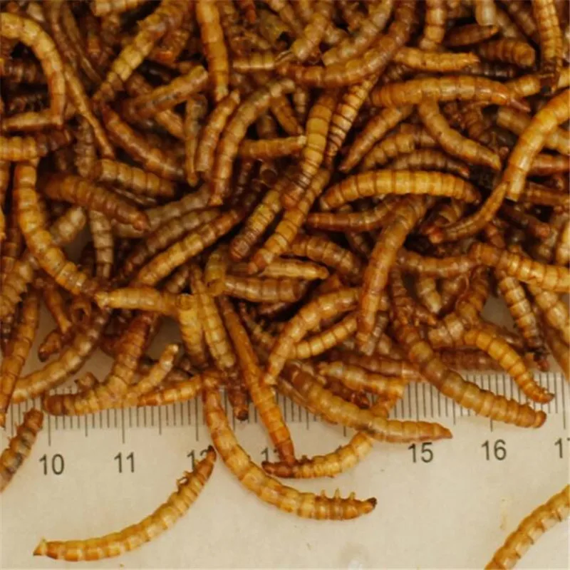 2020 сушеный аквариум Mealworm пруд рептилии дикая птица еда хомяк семена птиц ящерица