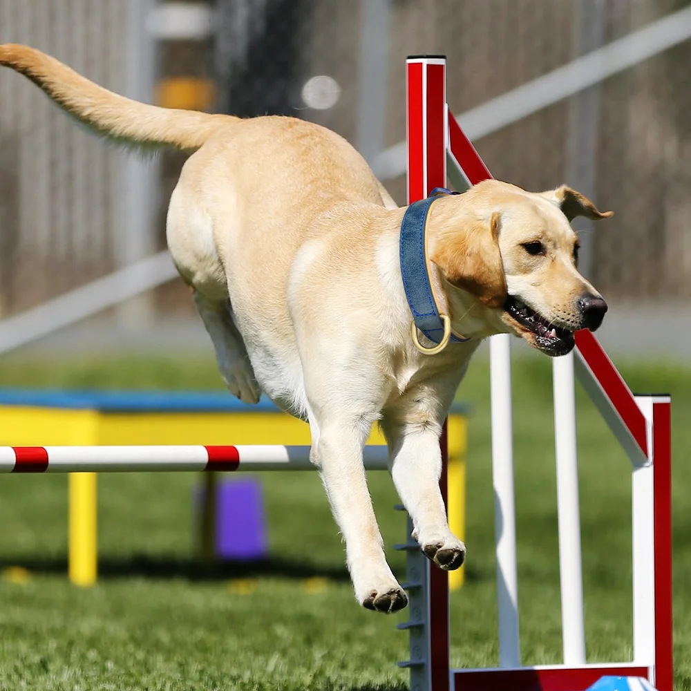 

Leather Dog Collar Adjustable Double D-ring Dog Control Small Medium Large Dogs