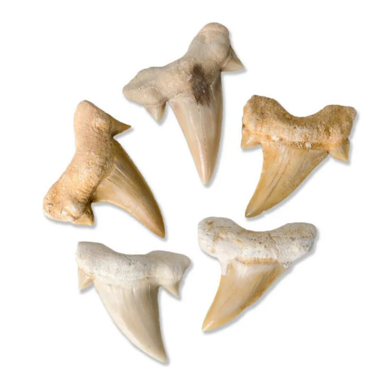 Природный камень Megalodon ископаемый зуб украшение природная морская биология