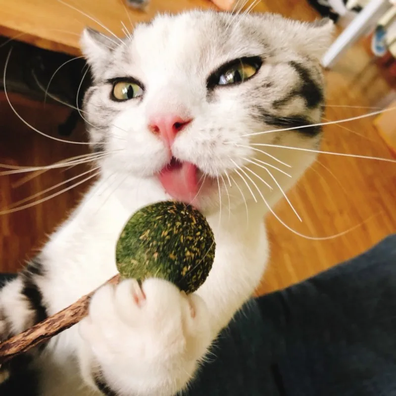 Зубы для домашних животных кошачья мята леденец Органическая игрушка в виде мяты