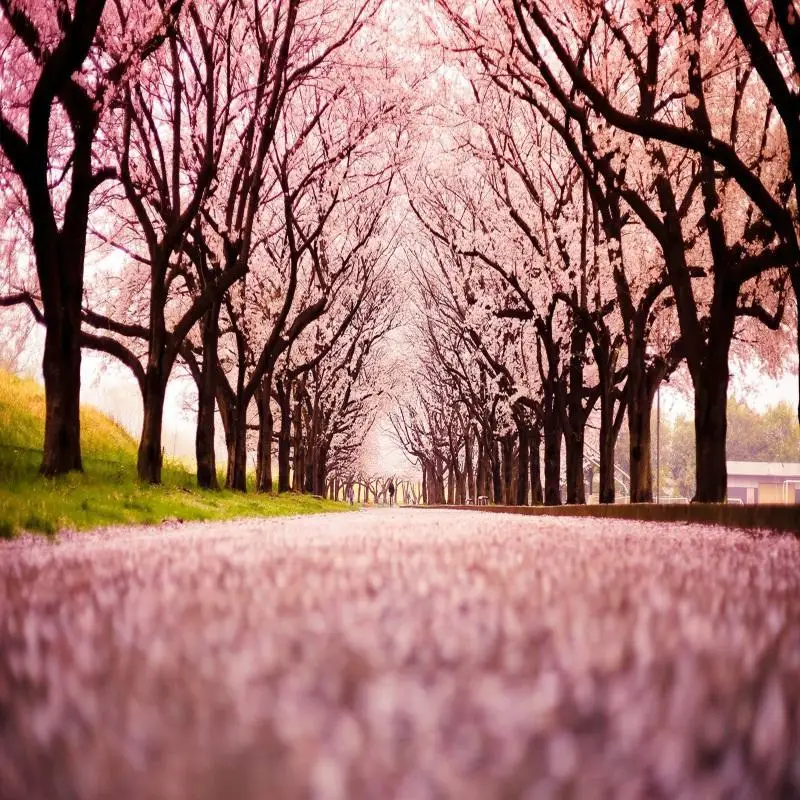 

Sping Flower Dreamy Nature Scenery Backdrop Castle Wonderland Forest Jungle Baby Scene Photography Background Photo Studio