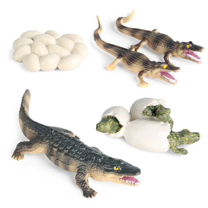 

New 4pc/Set Children simulation amphibian wild animal crocodile growth cycle model toy wild boar alligator nile alligator alliga